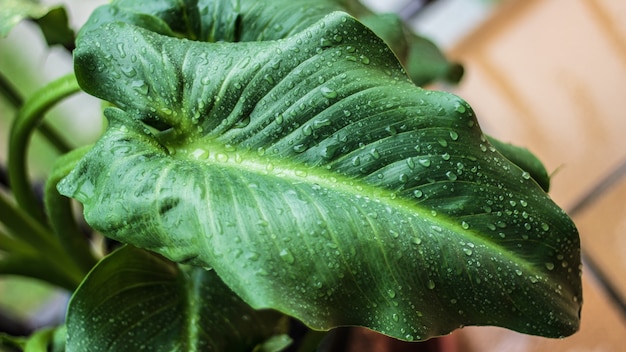 Primer disparo de enfoque selectivo de una hoja de planta verde