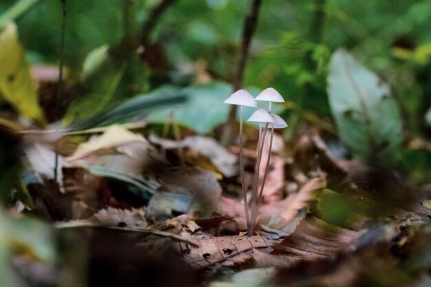 Primer disparo de enfoque selectivo de hongos silvestres que crecen en un bosque con vegetación en el fondo