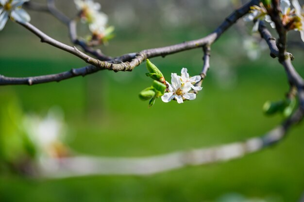 Primer disparo de enfoque selectivo de una increíble flor de cerezo bajo la luz del sol