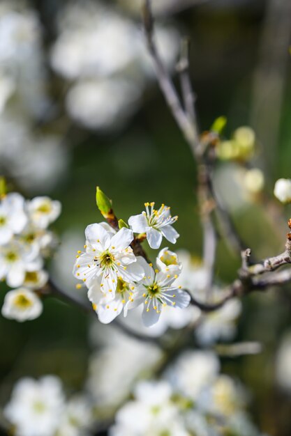 Primer disparo de enfoque selectivo de una increíble flor de cerezo bajo la luz del sol