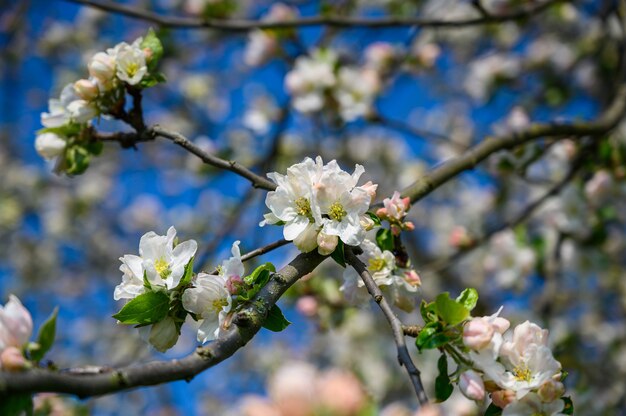 Primer disparo de enfoque selectivo de una increíble flor de cerezo bajo la luz del sol