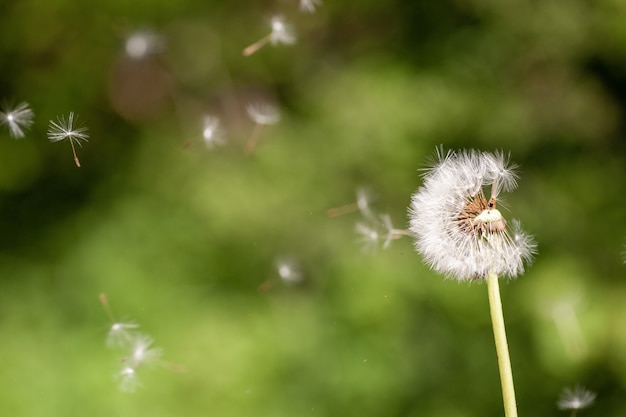 Primer disparo de enfoque selectivo de una linda planta con flores de diente de león