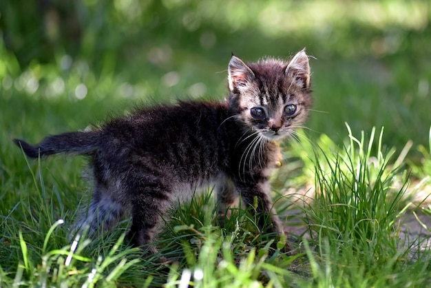 Primer disparo de enfoque selectivo de un lindo gatito con ojos expresivos tristes