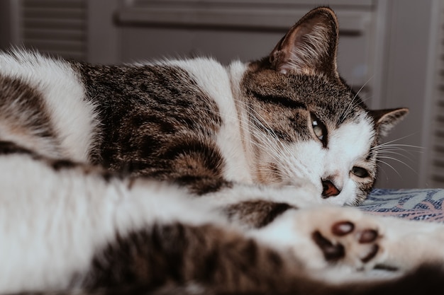 Primer disparo de enfoque selectivo de un lindo gato tirado en el suelo