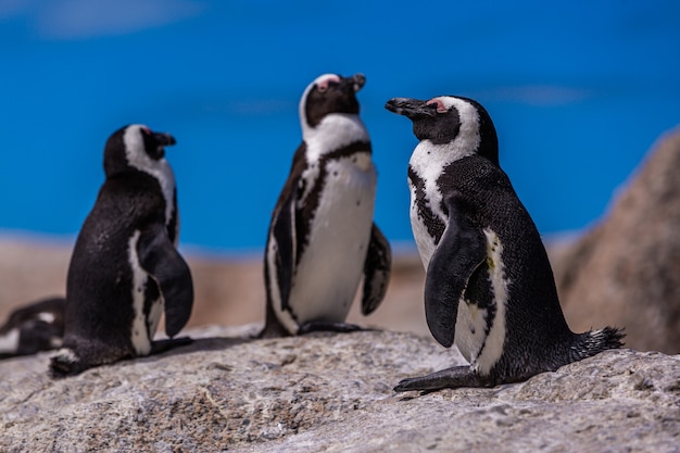 Primer disparo de enfoque selectivo de lindos pingüinos colgando en el Cabo de Buena Esperanza, Ciudad del Cabo