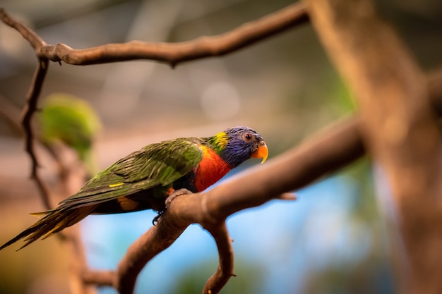 Foto gratuita primer disparo de enfoque selectivo de un loro tropical sentado en la rama de un árbol mirando hacia los lados