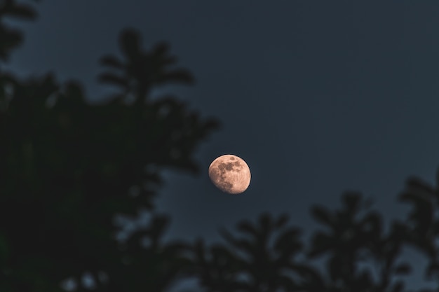 Primer disparo de enfoque selectivo de la luna con árboles