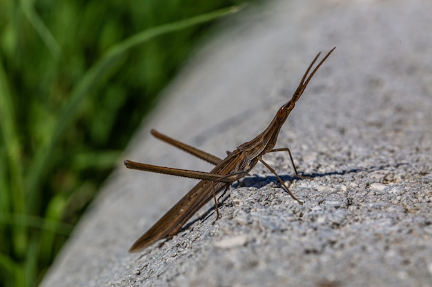 Primer disparo de enfoque selectivo de un mosquito preparándose para saltar