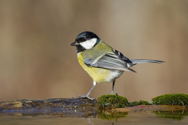 Primer disparo de enfoque selectivo de un pajarito de pie sobre una rama de madera cubierta de musgo