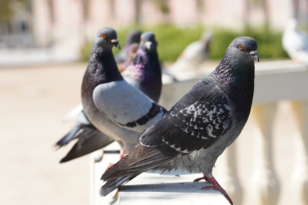 Primer disparo de enfoque selectivo de palomas en un parque con vegetación