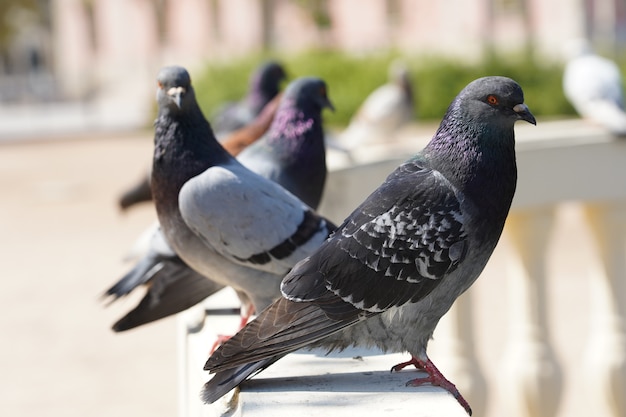 Primer disparo de enfoque selectivo de palomas en un parque con vegetación