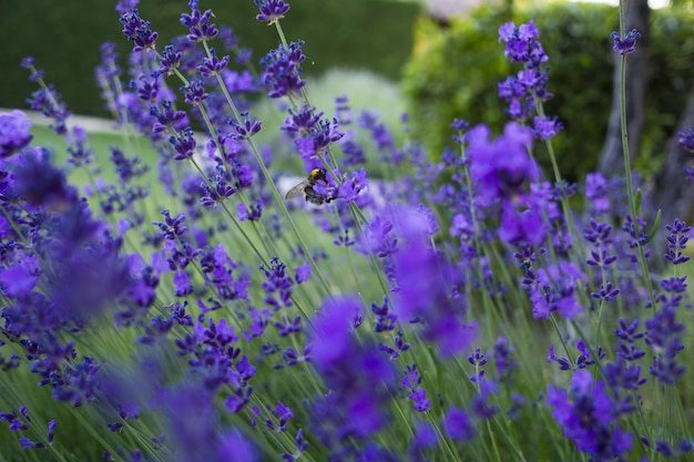 Primer disparo de enfoque selectivo de plantas con flores de Lavandula Pinnata