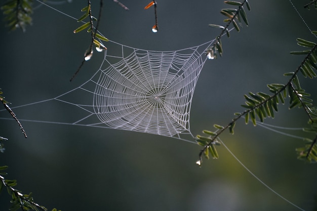 Foto gratuita primer disparo de enfoque selectivo de una telaraña en medio del bosque