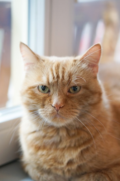 Primer disparo de enfoque suave de un gato de pelo rojo sentado junto a una ventana