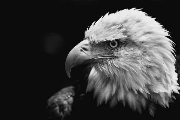 Primer disparo en escala de grises de un águila calva americana sobre un fondo oscuro