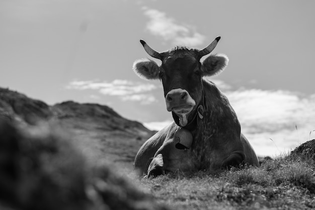 Primer disparo en escala de grises de una vaca en un campo