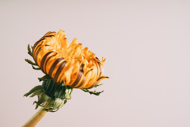 Primer disparo de una flor amarilla sobre un fondo blanco.