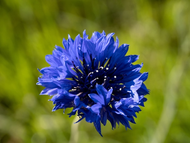 Primer disparo de una flor azul sobre fondo borroso