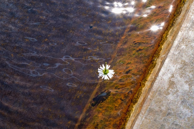 Primer disparo de una flor blanca flotando en agua clara