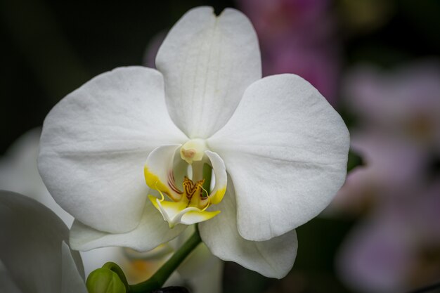 Primer disparo de una flor blanca