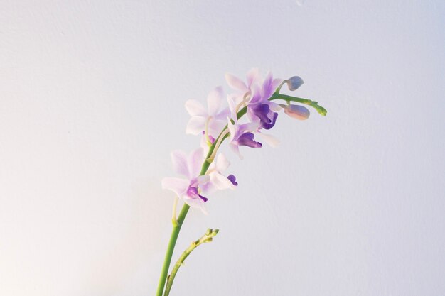 Primer disparo de una flor de color violeta claro