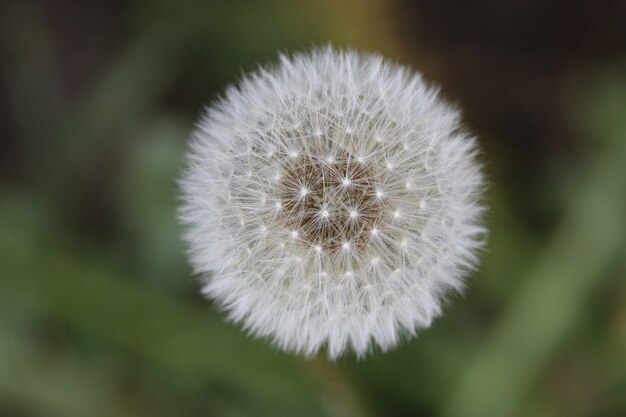 Primer disparo de una flor de diente de león esponjoso blanco