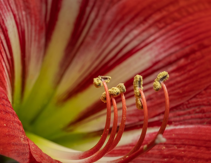 Foto gratuito primer disparo de la flor de lirio rojo