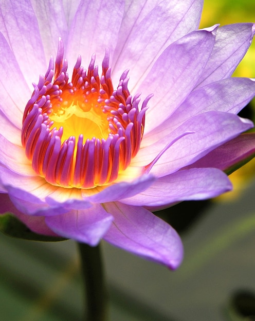 Primer disparo de una flor de loto