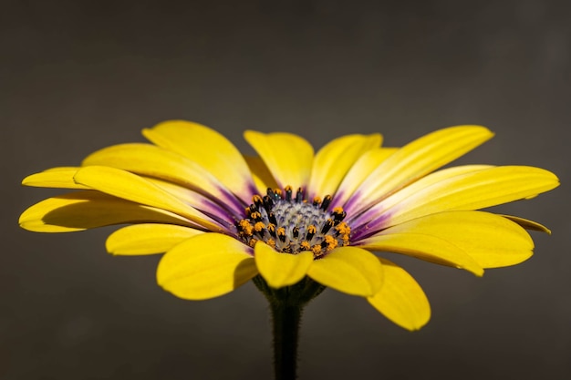 Primer disparo de una flor de margarita africana púrpura amarillo