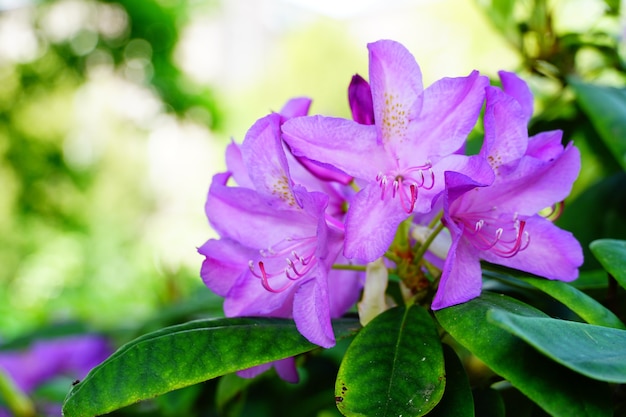 Primer disparo de una flor morada