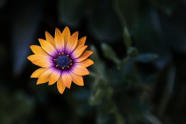 Primer disparo de una flor de naranja con fondo borroso