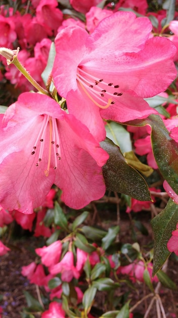 Primer disparo de flores de azalea rosa en el jardín