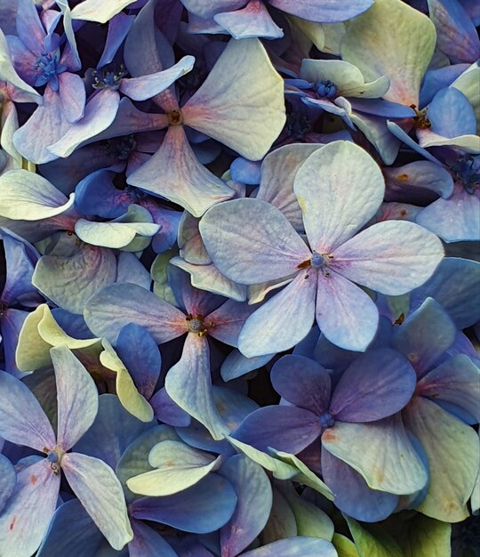 Primer disparo de flores azules en flor