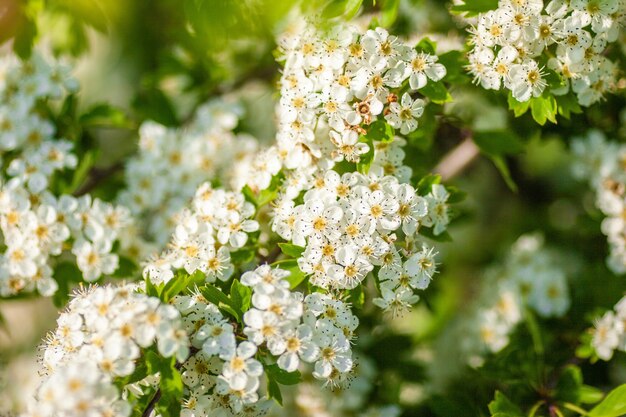 Primer disparo de las flores blancas en un día soleado