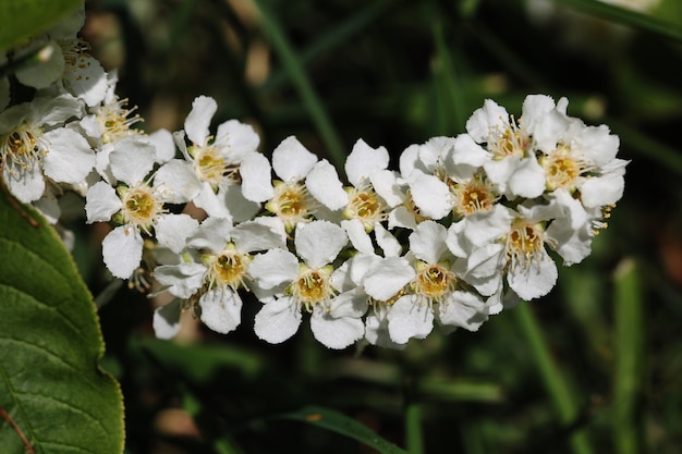 Primer disparo de flores blancas en las ramas de los árboles