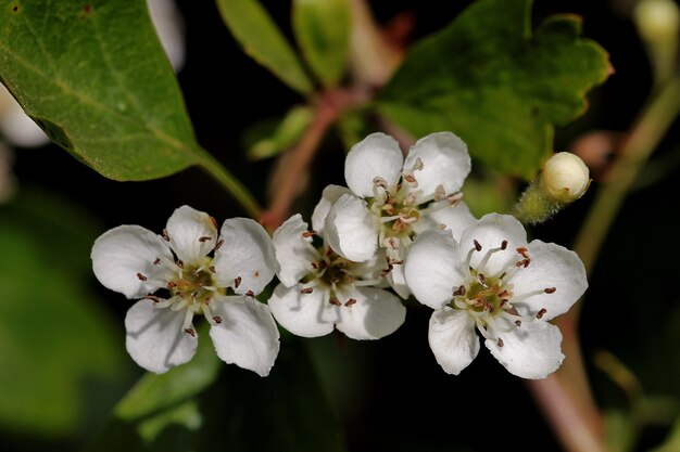 Primer disparo de flores blancas en las ramas de los árboles