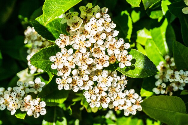 Primer disparo de flores blancas de spiraea y hojas verdes