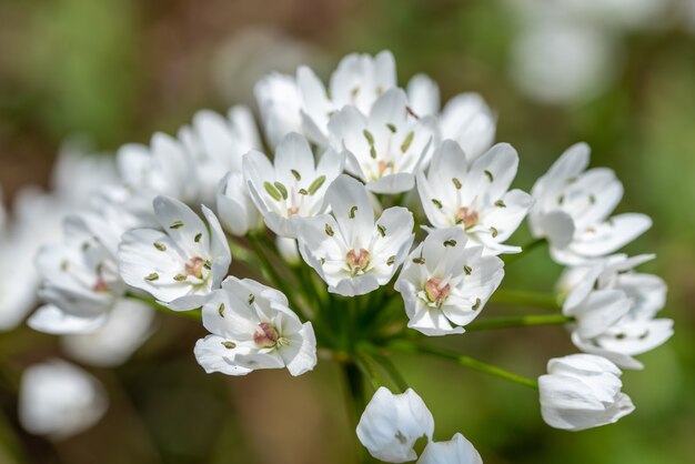 Primer disparo de flores blancas