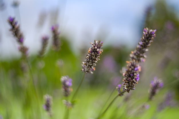 Primer disparo de flores de lavanda púrpura florecientes