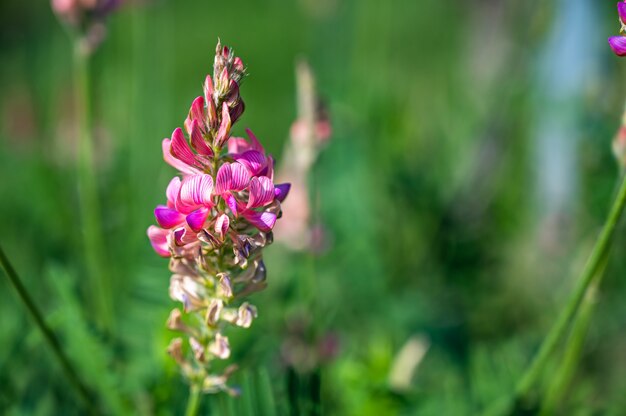 Primer disparo de flores de lavanda rosa en un campo con un fondo borroso