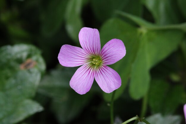 Primer disparo de flores de orégan Oxalis púrpura floreciente con hojas