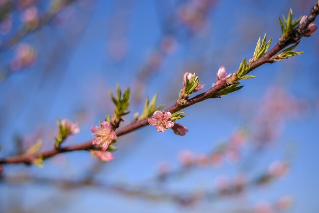 Primer disparo de flores peachtree