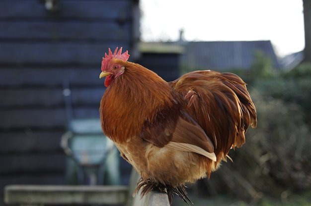 Foto gratuita primer disparo de un gallo marrón