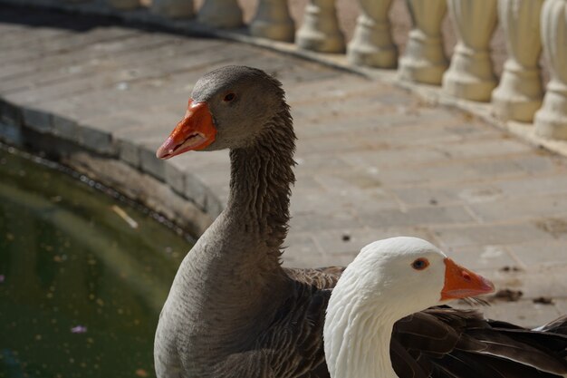 Primer disparo de gansos blancos y grises de pie cerca de un lago en un parque