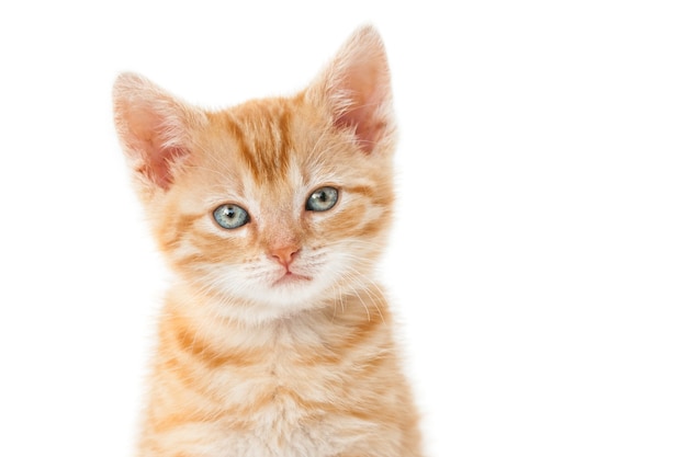 Primer disparo de un gatito jengibre con ojos verdes sobre un fondo blanco.