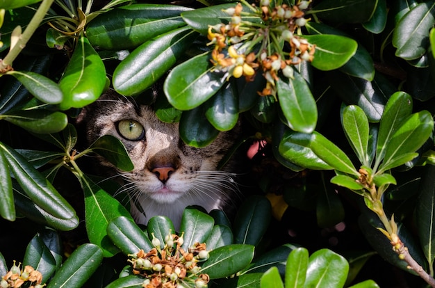 Foto gratuita primer disparo de un gato bajo hojas verdes