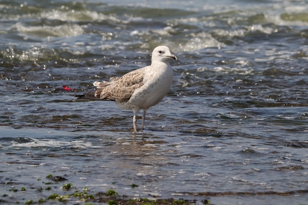 Primer disparo de una gaviota blanca en el agua de la costa