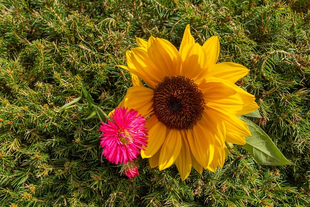 Primer disparo de girasol amarillo y flor de margarita rosa sobre fondo verde