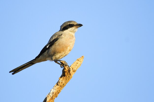 Primer disparo de un gran actuación en `` The Shrike '' gris sentado en la rama de un árbol