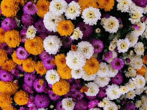 Primer disparo de una hermosa composición de flores: ideal para un fondo colorido o papel tapiz